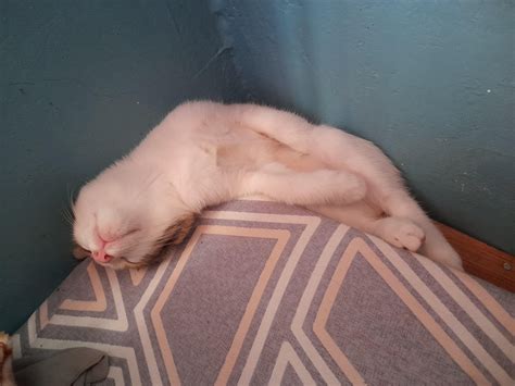 Yung kumpare mong natutulog sa inuman : r/catsofrph .